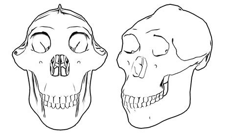 Australopithecus sediba: No such thing as a missing link