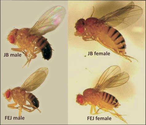 Laboratory Populations Of Drosophila Melanogaster Selected For Rapid