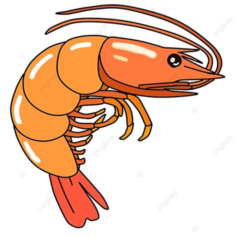 Camarones De Mariscos Pintados A Mano Con Dibujos Animados PNG Dibujos