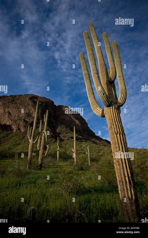 Saguaro Cacti Carnegiea Gigantea Picacho Peak State Park Showing