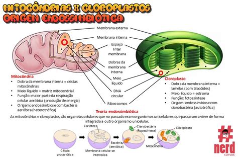 Mitocondrias E Cloroplastos - Mitocôndrias e cloroplastos | nerdcursos