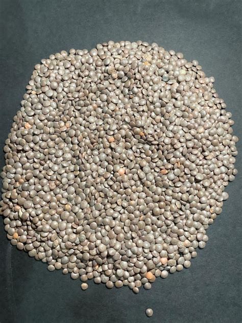 Black Sabut Masoor Dal Pan India High In Protein At Rs Kg In Hyderabad