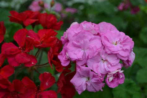 Ю_Дикая Роза