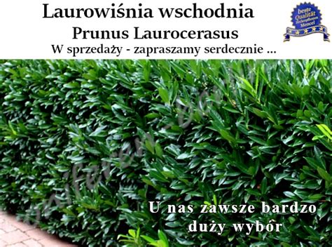 Rośliny liściaste na żywopłot