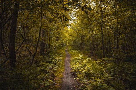 Photographing in a foggy forest — Dedication Photography