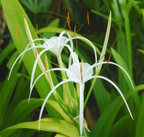Цветы С Тонкими Листьями Фото — Картинки фотографии