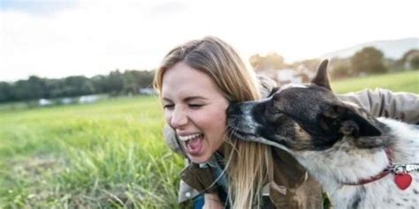 Por qué no deberías dejar que tu perro te lama la cara aunque te guste