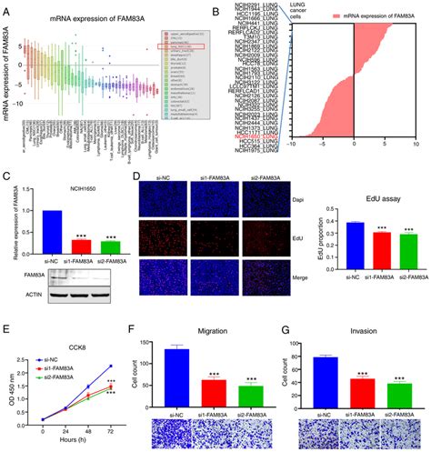 Knockdown Of FAM83A Inhibits The Malignant Phenotype Of LUAD In