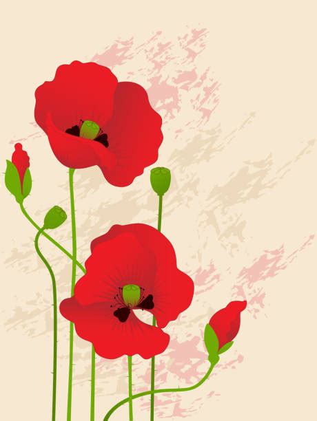 Opium Poppy Backgrounds Illustrations, Royalty-Free Vector Graphics ...