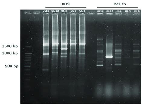 Rapd Pcr Profiles Obtained With Xd And M B Primers Representative Of