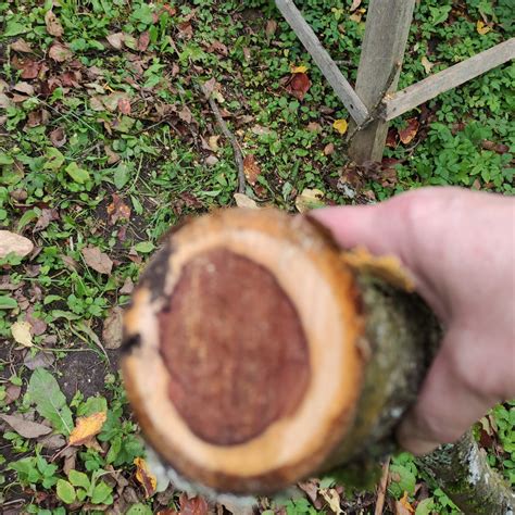 Купити Ланцюгова акумуляторна пилка 6 дюймова c 2 АКБ в кейсі 20V в ...