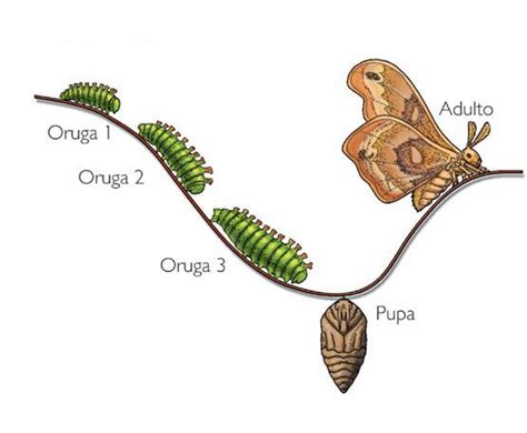 De Oruga A Mariposa Aprende De La Increíble Transformación