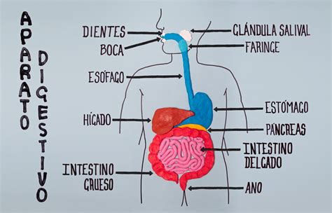 Sistema Respiratorio Maquetas De Los Sistemas Digestivo Respiratorio