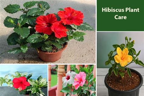 Hibiscus Plant & Tree Care - All Seasons Guide - EmbraceGardening