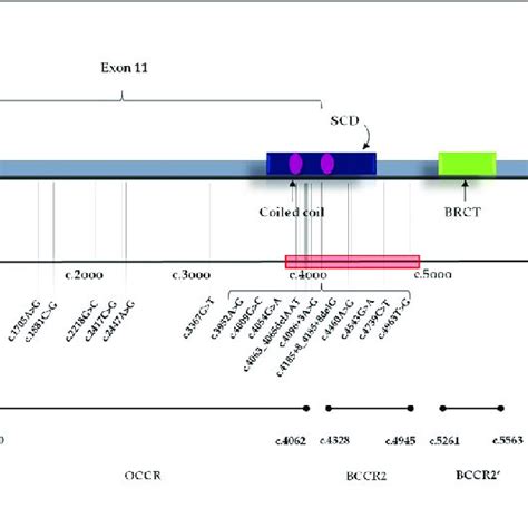| BRCA2 functional domains and gene location of BRCA2 Variants of ... 