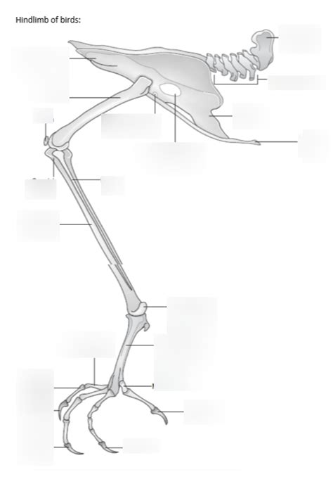 Bird Hindlimb Diagram Quizlet