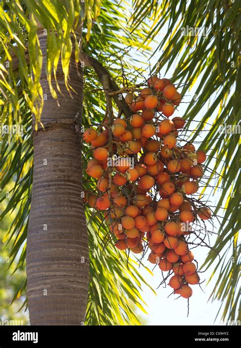 Red palm fruit hi-res stock photography and images - Alamy