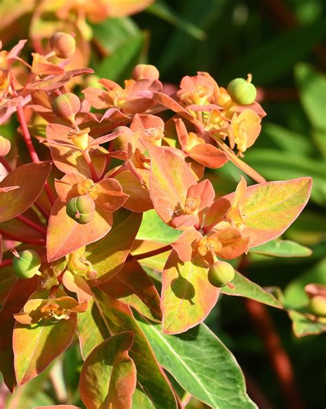𝘌𝘶𝘱𝘩𝘰𝘳𝘣𝘪𝘢 𝘨𝘳𝘪𝘧𝘧𝘪𝘵𝘩𝘪𝘪 ‘fireglow 火焰大戟 雲端植物園the Cloud Botanical Garden