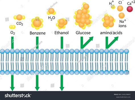 Detailed Diagram Models Cell Membrane Stock Vector (Royalty Free ...