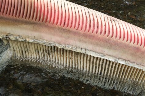 scenes   sunaq tribe collecting gray whale baleen