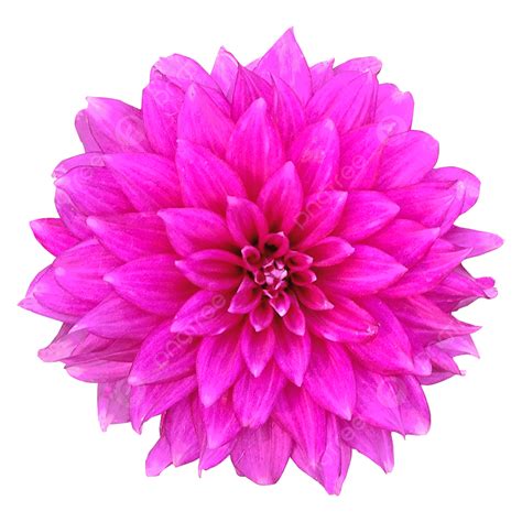 Dahlia Flower Images PNG Vector PSD And Clipart With Transparent