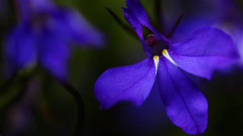 Flowers The Smile Of The Divine 160 Edging Lobelia Lobelie YouTube