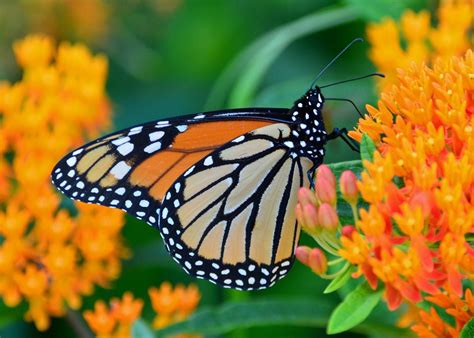 Plants That Attract Butterflies Caseys Outdoor Solutions And Florist