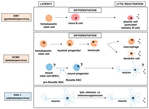 An Example of a Latent Viral Infection: Herpes and More