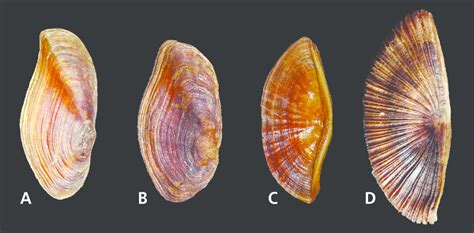 Opercoli A Galeodea Echinophora B Galeodea Rugosa C Semicassis