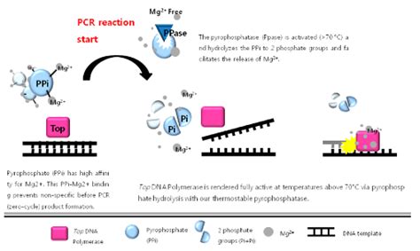 Hot Start Pcr Master Mix Unique Hot Start Method For Dna Amplification Accupower Hotstart Pcr