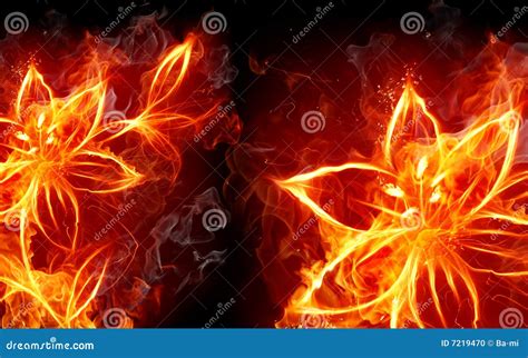 Fire Lily Stock Photo - Image: 7219470