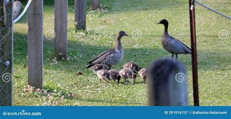 Serie Australiana De Vida Silvestre Ducling Australian Wood Duck