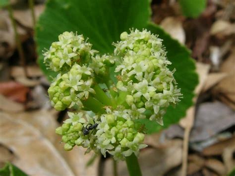 Australian Apiaceae