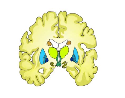 Basal Ganglia Coronal Cut Quiz