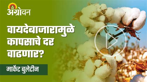 Cotton Market कापूस दर वाढीसाठी अनुकूल स्थिती ॲग्रोवन Youtube