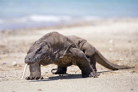 The Largest Lizards In The World