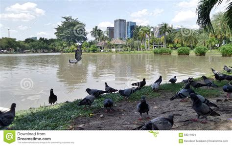 Pigeon Flock in the Park in the City Editorial Stock Image - Image of ...