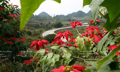 Flower Blooming Season in Moc Chau