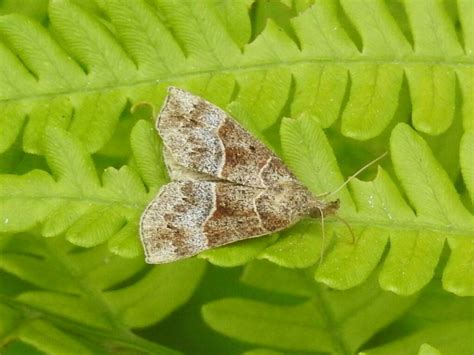 Deceptive Snout From Lanark County ON Canada On June 18 2023 At 08