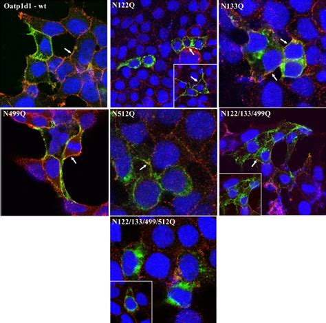 Cell Localization Of Oatp1d1 After Mutations Of Conserved N