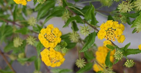 Texas Lantana Growing & Care Guide - The Garden Magazine