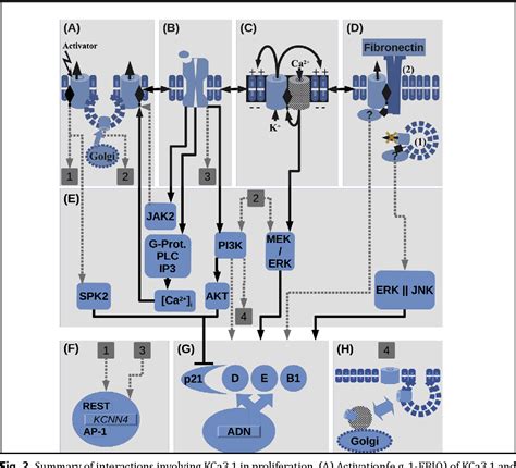 Figure From Kca Related Cellular Signalling Involved In Cancer