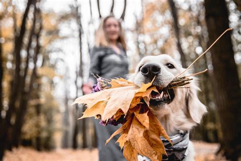 7 Tipps Den Herbst Mit Hund Familie Erleben