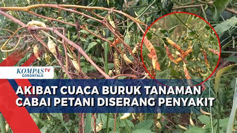 Akibat Cuaca Buruk Tanaman Cabai Rawit Milik Petani Di Boalemo