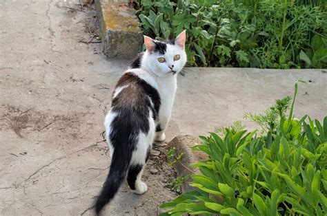 Gato Al Aire Libre Foto Premium