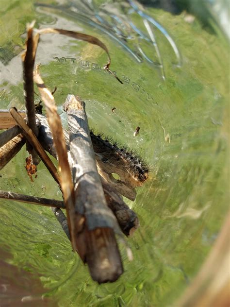What is this hairy caterpillar looking bug? Found sleeping underneath a