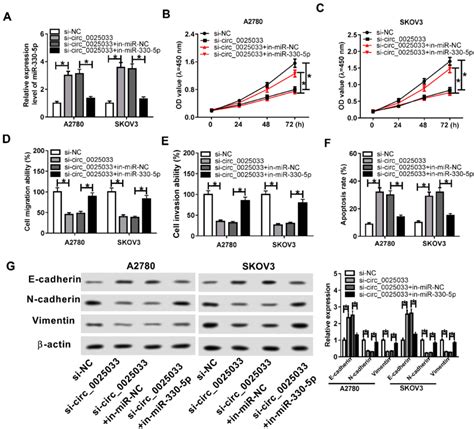 Mir P Inhibition Abrogated The Si Circ Induced Effects On