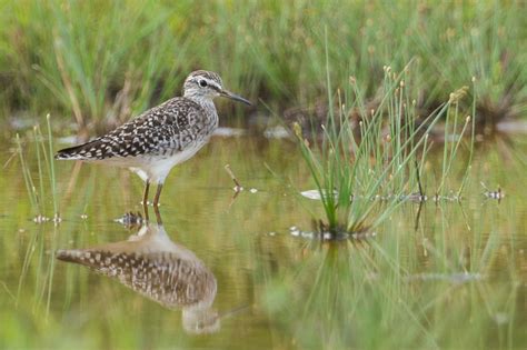 Wood Sandpiper – Singapore Birds Project