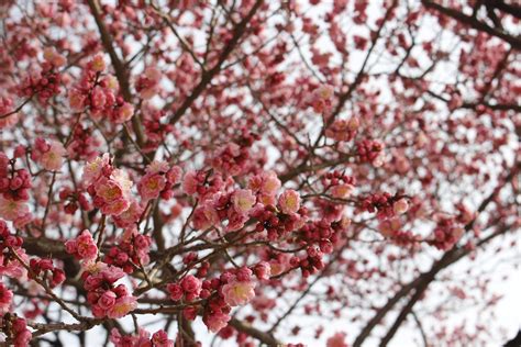 South Korea Cherry Blossom Guide: When and Where for Cherry Blossom