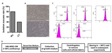 Isolation And Characterization Of Hucmscs A Percentage Of The